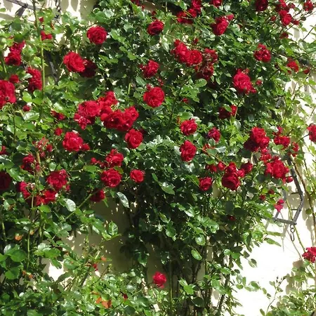 Ferienbauernhof Liesenberg Obstwiesenhaus Birnenbaum Dom wakacyjny