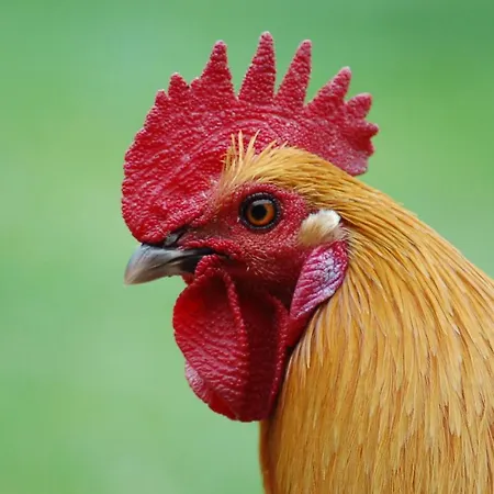 Prázdninový dům Ferienbauernhof Liesenberg Obstwiesenhaus Birnenbaum Fehmarn