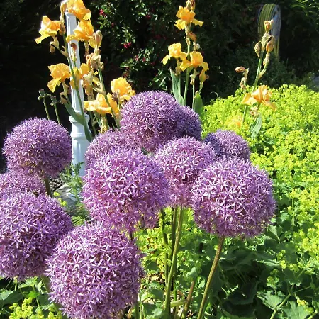 Ferienbauernhof Liesenberg Obstwiesenhaus Birnenbaum Fehmarn